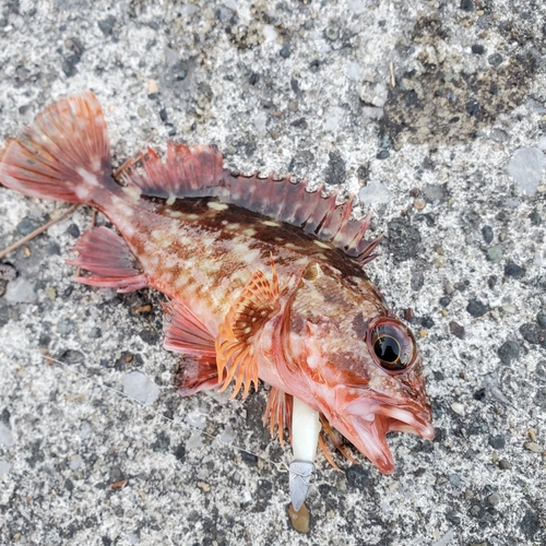 カサゴの釣果