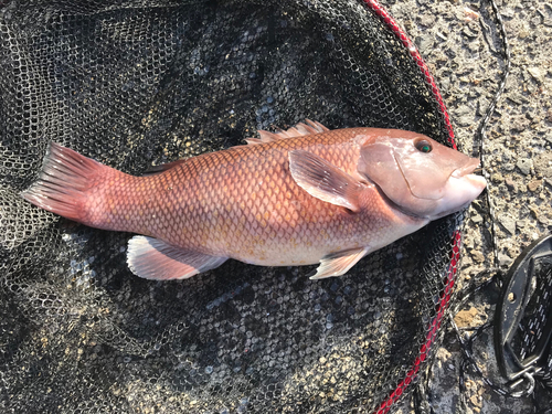 コブダイの釣果