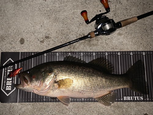 ブラックバスの釣果