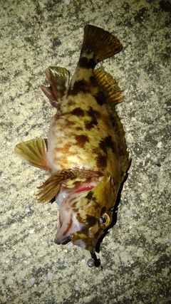 ガシラの釣果