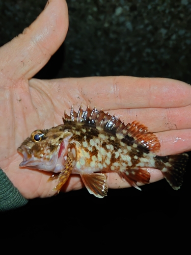 メバルの釣果