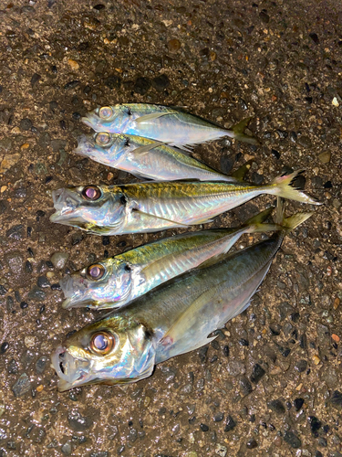 マアジの釣果