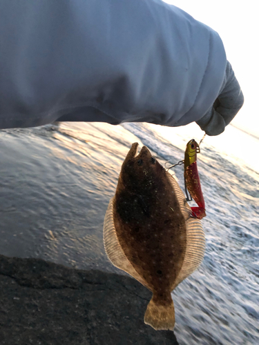 ソゲの釣果