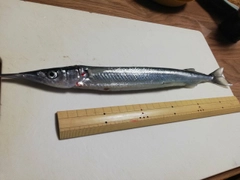 サヨリの釣果