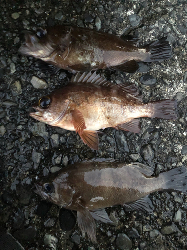 メバルの釣果