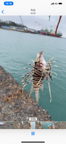 ミノカサゴの釣果