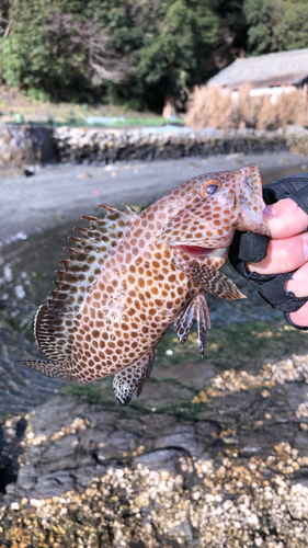 オオモンハタの釣果