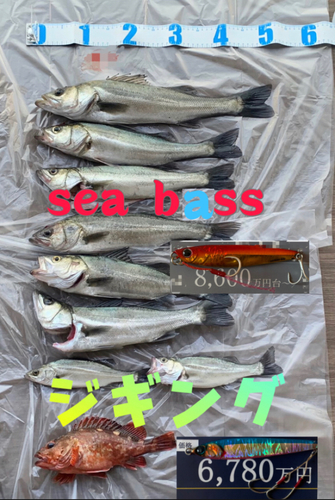 シーバスの釣果