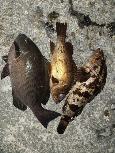 クチブトグレの釣果