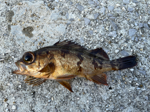 メバルの釣果