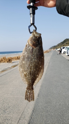 ソゲの釣果