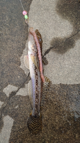 マハゼの釣果