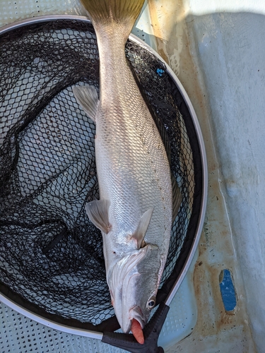 オオニベの釣果