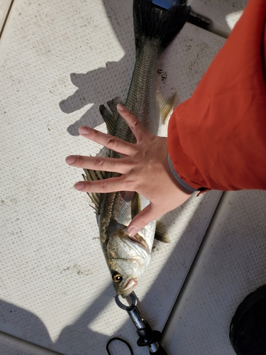 シーバスの釣果