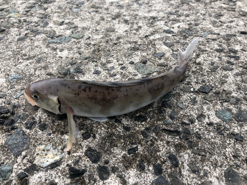 ホッケの釣果