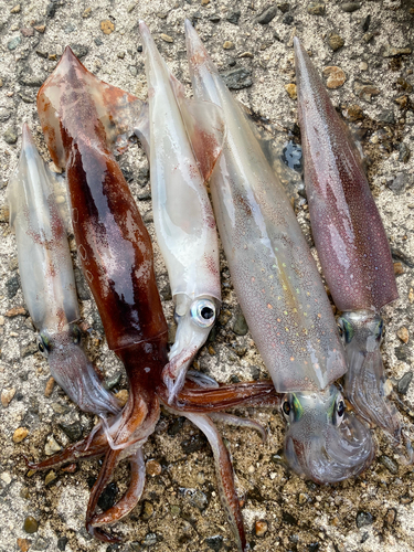 ヤリイカの釣果