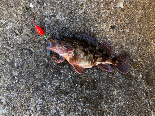 カサゴの釣果