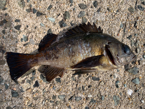 メバルの釣果