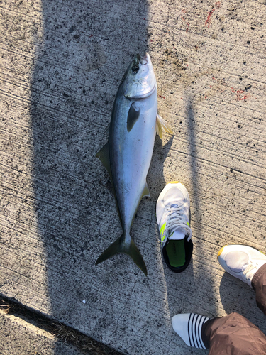 ハマチの釣果