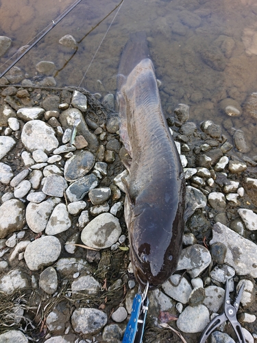 ナマズの釣果