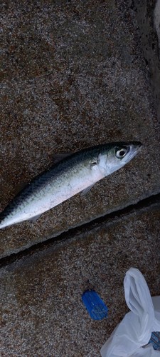 サバの釣果