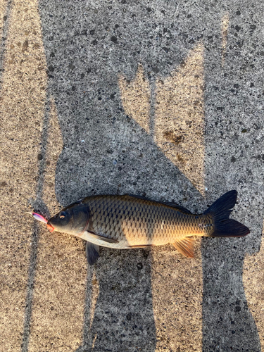 コイの釣果