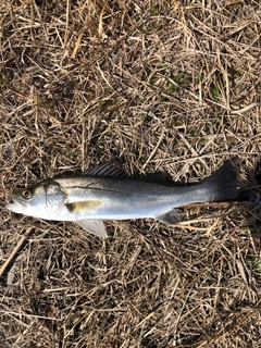 フッコ（マルスズキ）の釣果