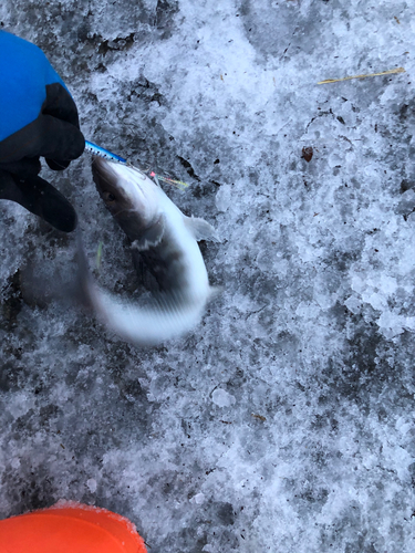 ホッケの釣果