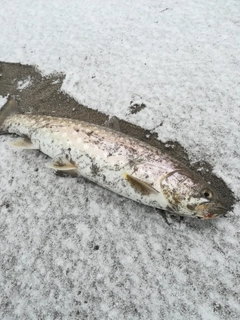 アメマスの釣果