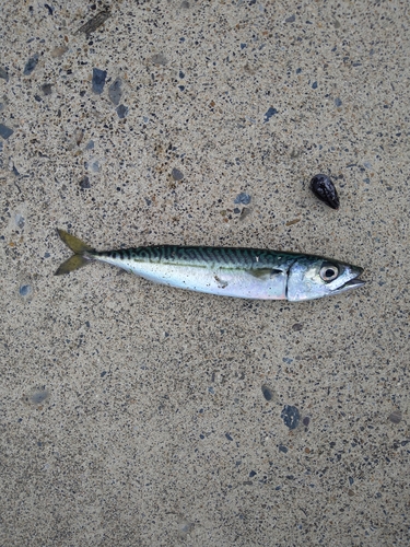 サバの釣果