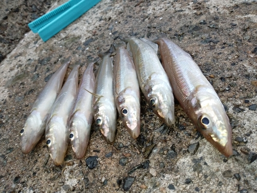 シロギスの釣果