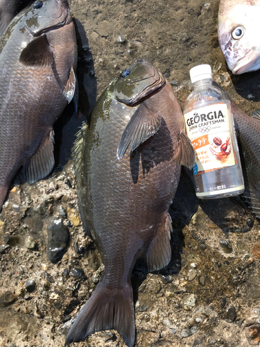 クチブトグレの釣果