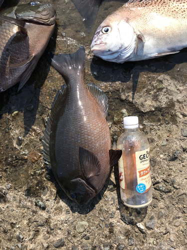 クチブトグレの釣果