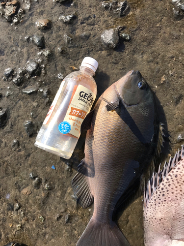 クチブトグレの釣果