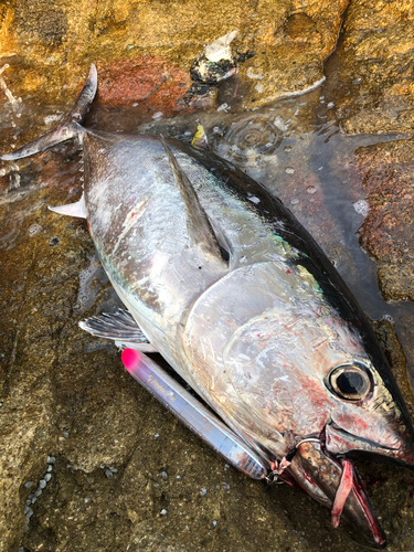 クロマグロの釣果