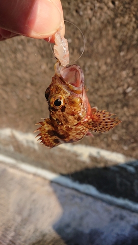 カサゴの釣果