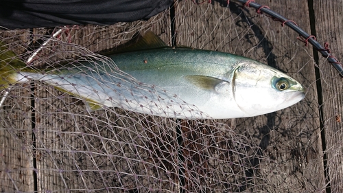 ハマチの釣果