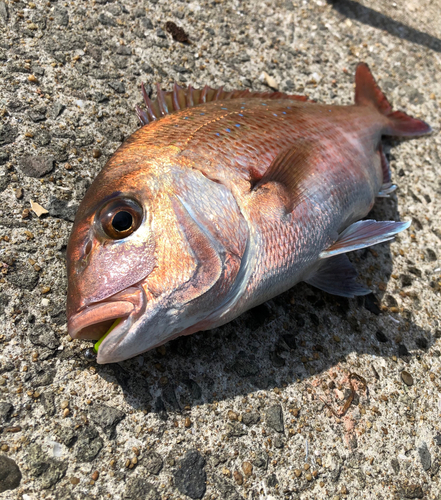 タイの釣果