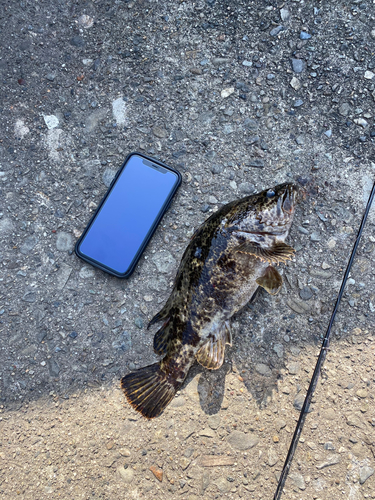 タケノコメバルの釣果