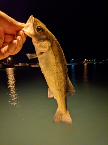 セイゴ（マルスズキ）の釣果