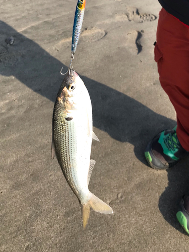 コノシロの釣果