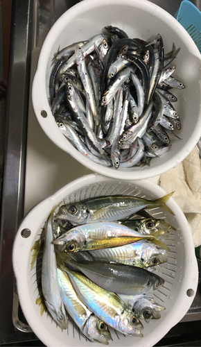 アジの釣果