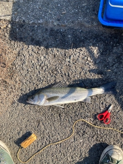 フッコ（マルスズキ）の釣果