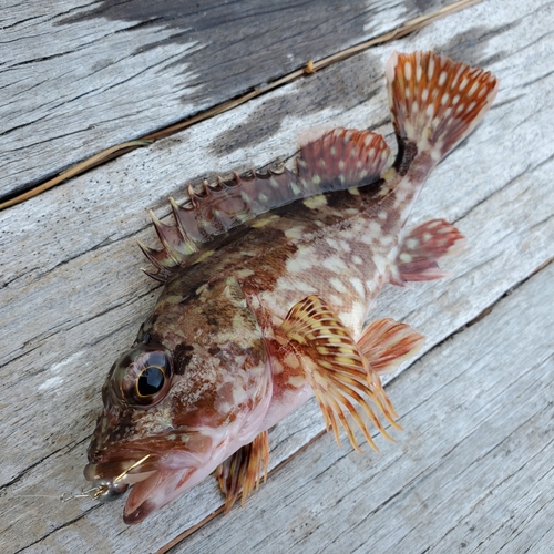 カサゴの釣果