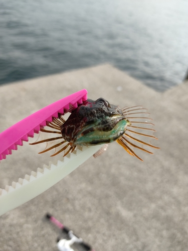 アナハゼの釣果