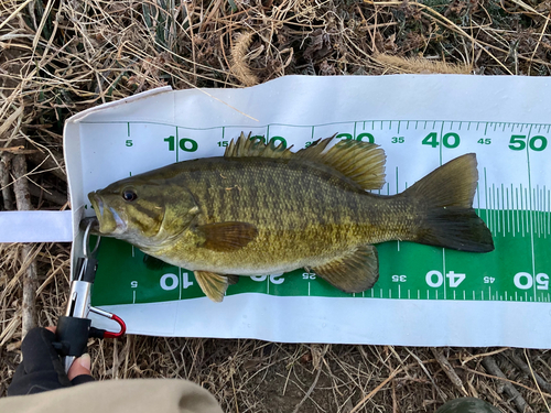 スモールマウスバスの釣果