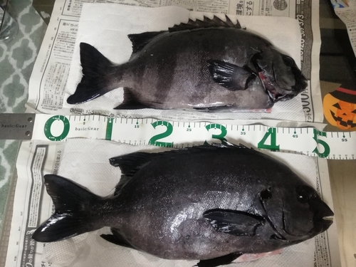 イシダイの釣果