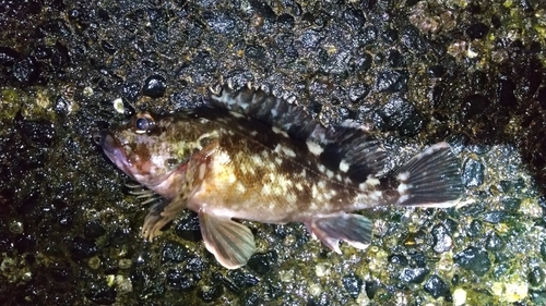 タケノコメバルの釣果