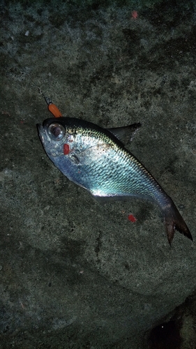 ハタンポの釣果