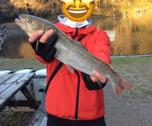 イトウの釣果